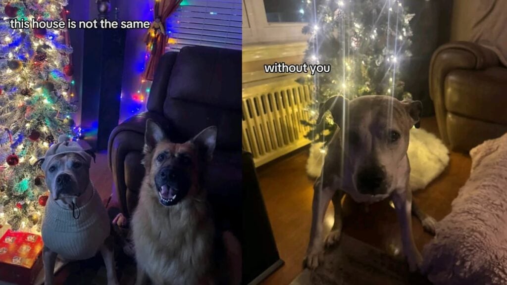 A picture of the Pennsylvania owner's dog.