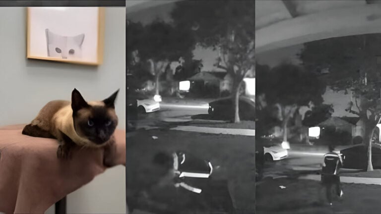 Taking Woman’s Cat on Camera: Amazon Driver Caught on Camera in Lakewood, California, ‘He Was Not Nice to That Cat’ Amazon Driver Takes California Woman Cat
