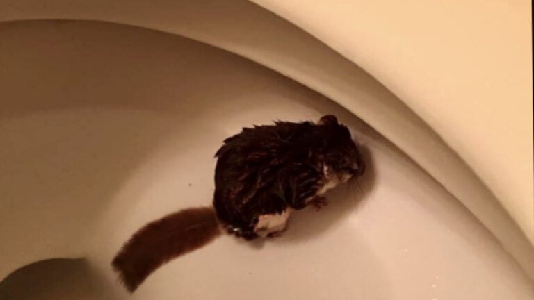 Arkansas Woman Finds 'Traumatized' Flying Squirrel Swimming Inside Her Toilet