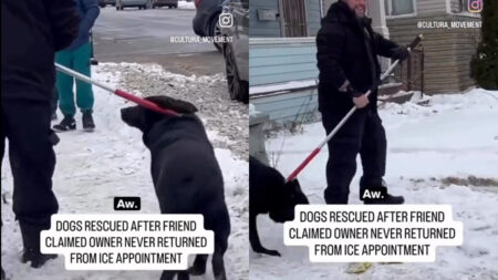 Erie IL Neighbors and SPCA Rescue Dogs After Owner Is Detained by ICE: ‘The Dog Lost Its Home Too’