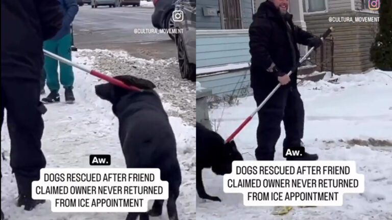 Erie IL Neighbors and SPCA Rescue Dogs After Owner Is Detained by ICE: ‘The Dog Lost Its Home Too’