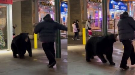 Gatlinburg Man Fends Off Huge Black Bear on Busy City Street to Protect Nearby Kids: ‘Buy That Man a New Set of Pants and Underwear’ Gatlinburg man fends off black bear
