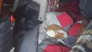 Michigan Homeless Sub-Zero