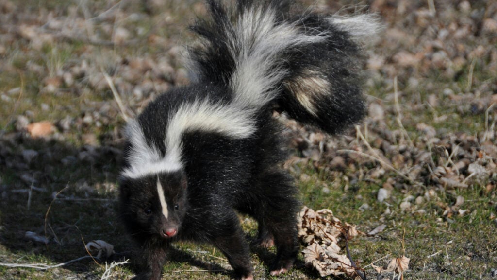 Michigan Man Infected by Rabies From Kidney Transplant From Donor Scratched by Rabid Skunk: ‘What a Nightmare Scenario’ Michigan Man Infected by Rabies From Kidney Transplant From Donor Who Was Attacked by Rabid Skunk