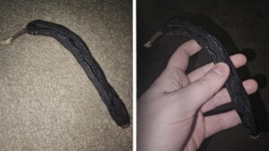 Montana Man Keeps 6-Year-Old 'Mummified' Banana in Bedroom