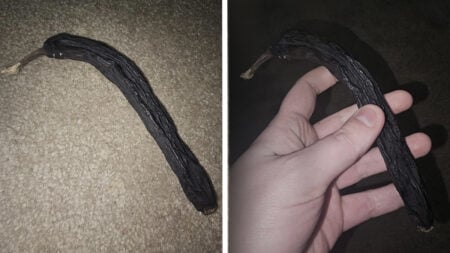 Unusual Montana Man Keeps 6-Year-Old Fossilized Banana in Bedroom: ‘I Don’t Know How To Feel About This’ Montana Man Keeps 6-Year-Old 'Mummified' Banana in Bedroom