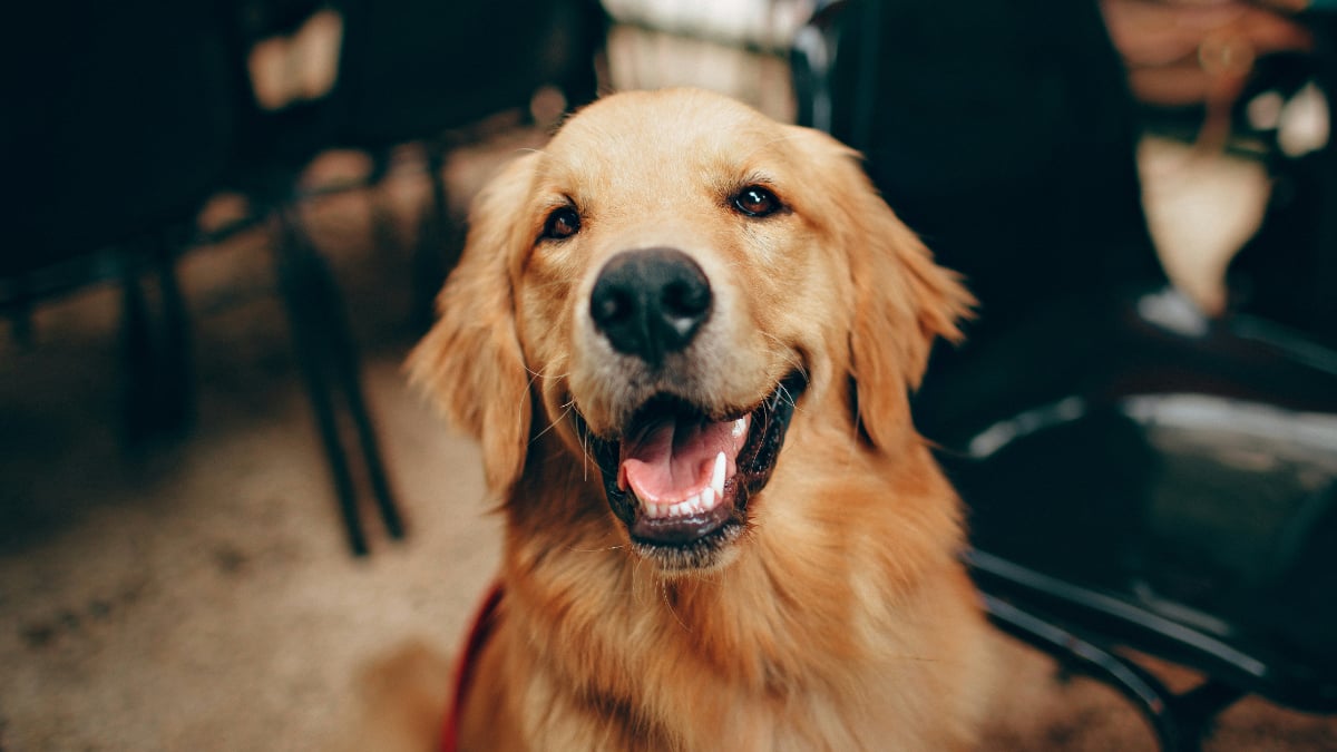 New York Woman Sues IRS to Get Tax Deductions for Her Pet Dog: ‘We Are Actually So Lost as a People’