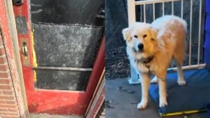 Ohio Owner Rescues His Dog From Neighbors