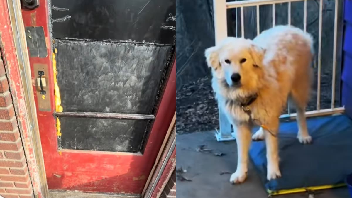 Ohio Man Takes Back His ‘Kidnapped’ Dog From Neighbors Walking Him as Their Own: ‘Why Was Your Dog on the Street?’