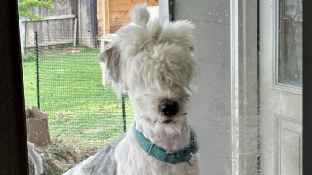 Poor Austin Pet Dog Turned into ‘Blind Llama’ After Bad $200 Haircut: ‘The Groomer Literally Didn’t Even Try’ Poor Austin Pet Dog Turned into 'Blind Llama' After Bad $200 Haircut
