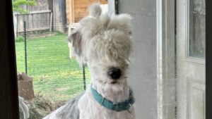 Poor Austin Pet Dog Turned into 'Blind Llama' After Bad $200 Haircut