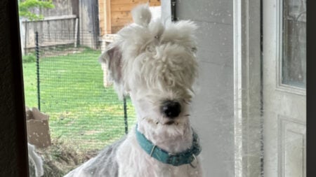 Poor Austin Pet Dog Turned into 'Blind Llama' After Bad $200 Haircut