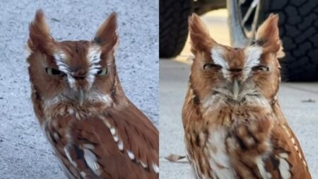 Tennessee Man Encounters Owl In His Driveway