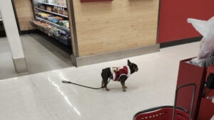 Texas Pet Owner Let Their ‘Fake Service Dog' Roam Free Around Target