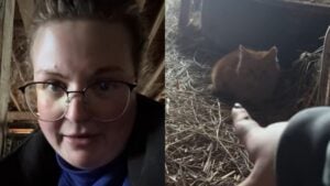 Utah Woman Takes In Five Kittens