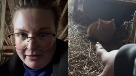 Cheeky Cat Abuses His Ohio Owner’s Trust and Brings His 5 Kittens to the House: ‘I See That You Take Care of Cats, Woman. We Need Some Care.’ Utah Woman Takes In Five Kittens