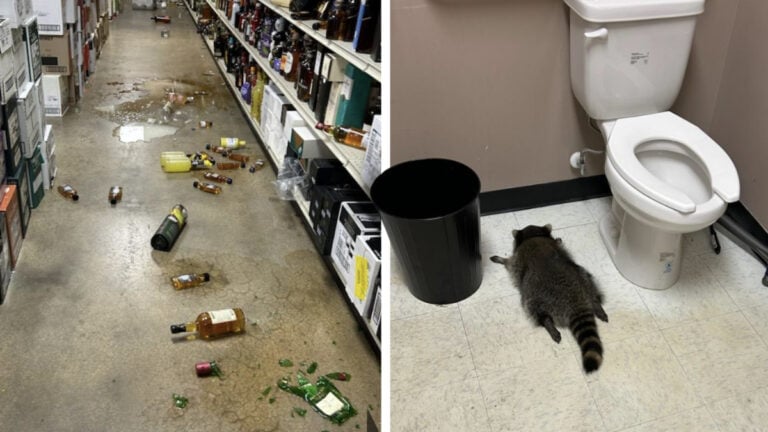 Wild Raccoon Raids Virginia Liquor Store and Gets Wasted