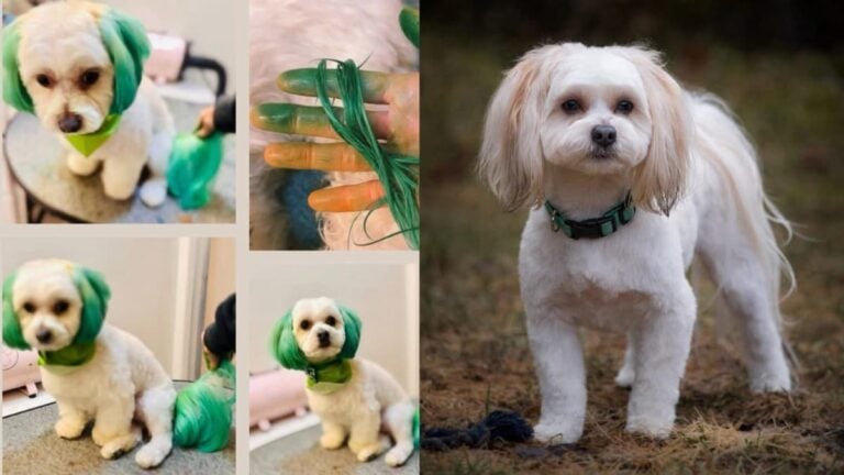 Unhinged Michigan Groomer Sparks Outrage After Permanently Dyeing Dog’s Hair Green Without Permission from the Owner: ‘I’d Be Suing Her and Filing Charges’ A picture of the Michigan woman's dog.