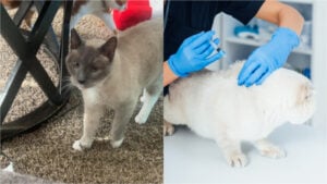 Florida cat euthanized by shelter