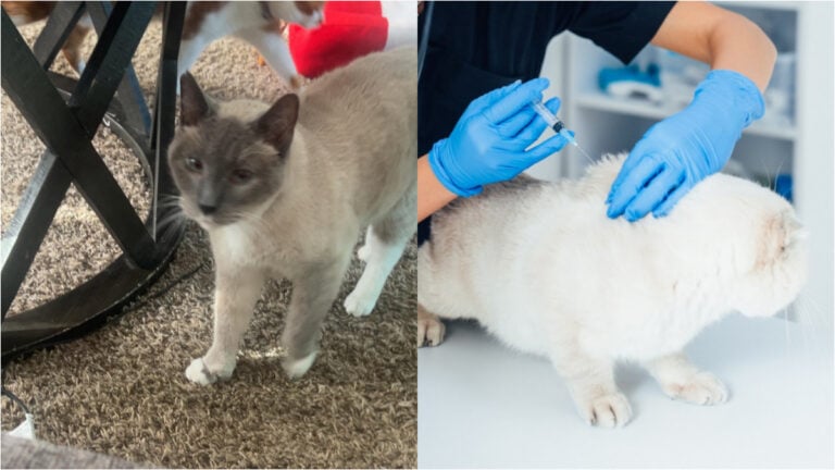 Florida cat euthanized by shelter