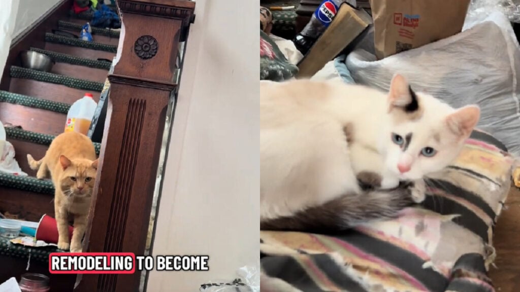 One Act of Kindness Changed Lives: Ohio Couple Helps Homeless Man and His Cats, ‘So Many People Are a Thread From Homelessness’ Generous Ohio Couple Give Homeless Man and His Cats a New Lease on Life