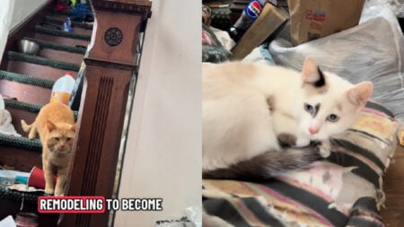 One Act of Kindness Changed Lives: Ohio Couple Helps Homeless Man and His Cats, ‘So Many People Are a Thread From Homelessness’ Generous Ohio Couple Give Homeless Man and His Cats a New Lease on Life