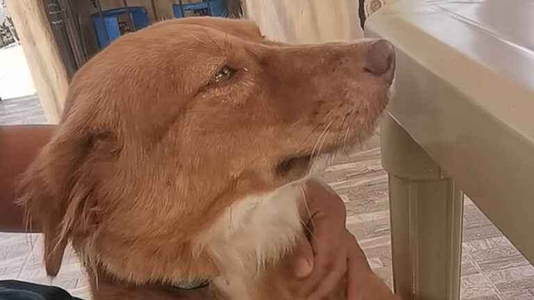 Heartless California Emergency Vet Clinic Let Poisoned Dog Die in Owner’s Arms