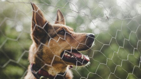 Mississippi Parent Lets Daughter Trespass Neighbor’s House Without Permission