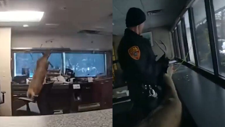Buck Breaks Into Ridge Bank, Officers Lasso Deer to Safety in New York: ‘Oh Deer’