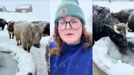 Ohio Cow Farmer Lacie Evans explains cow insulation in frigid winter temperatures