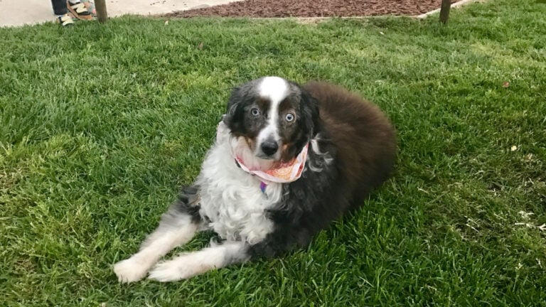 Shocked California Woman Discovers Her Dog Has Been Surviving With ‘Almost No Brain’: ‘We Always Noticed She Was a Little Off’ Shocked California Woman Discovers Her Dog 'Almost Has No Brain'
