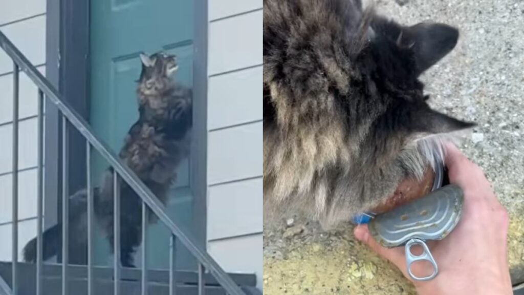 Family Moves Out of Texas Home, Leaving Their Cat Abandoned and Heartbroken: ‘How Could They Leave Their Baby?’ Texas Cat Abandoned By Family