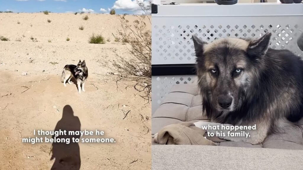 A picture of the Arizona dog.