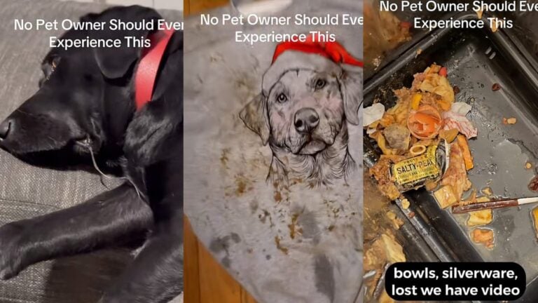 A picture of the New York woman's dog and house.