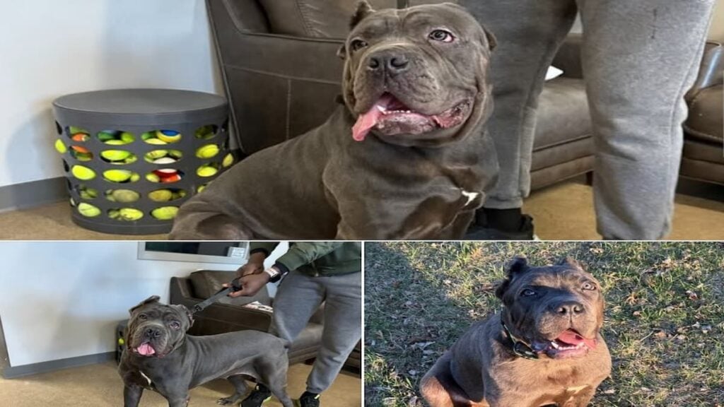 Pets Are Being Left Behind: Minnesota Animal Shelters Overwhelmed as Deportations Rise, ‘Such an Important Service in an Uncertain Time’ Images of Chapo, the one-year-old Minnesotan Cane Corso, taken to The Bond Between rescue after the deportation of his father.