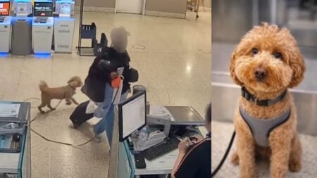 Abandoned dog left in Nevada