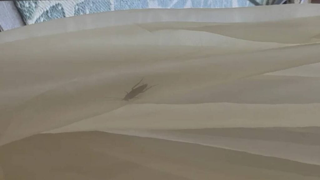 Disgusted Arizona Homeowner Considers Burning Everything Down After Bug Sneaks Into Home, ‘That’s a Big Dirt Shrimp’ Arizona apartment Bug