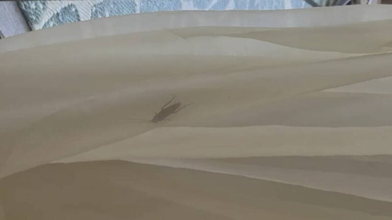 Arizona apartment Bug
