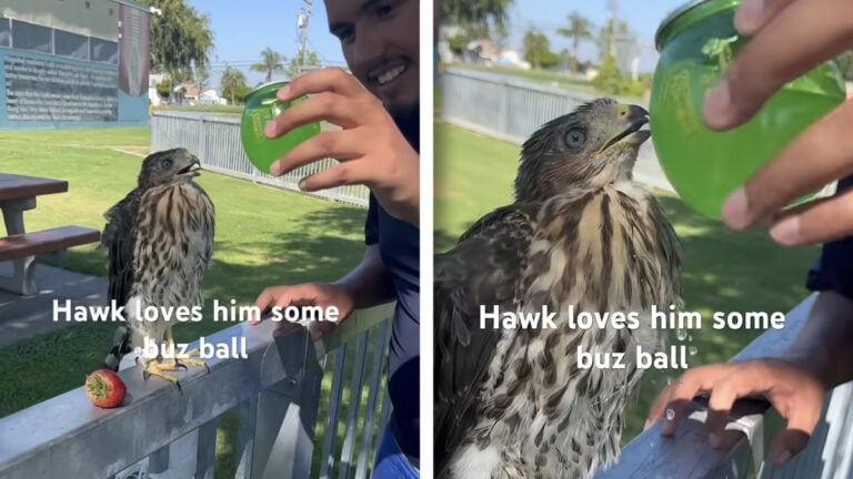California Man Sentenced to Jail For Forcing a Hawk to Drink Alcohol
