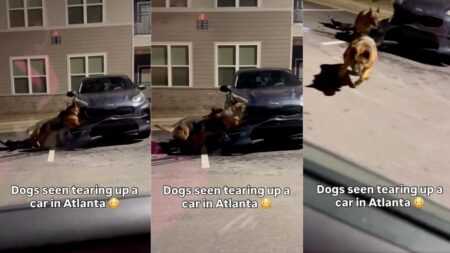 Two dogs tearing apart the front bumper of a parked car in Georgia while being recorded from a passing vehicle.