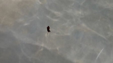 Poor Stuart Little: Florida Family Finds Dead Rat Floating in Hotel Pool, ‘There Is a Dozen More Rotting in the Filter’ Florida Family Finds Dead Rat Floating in Hotel Pool