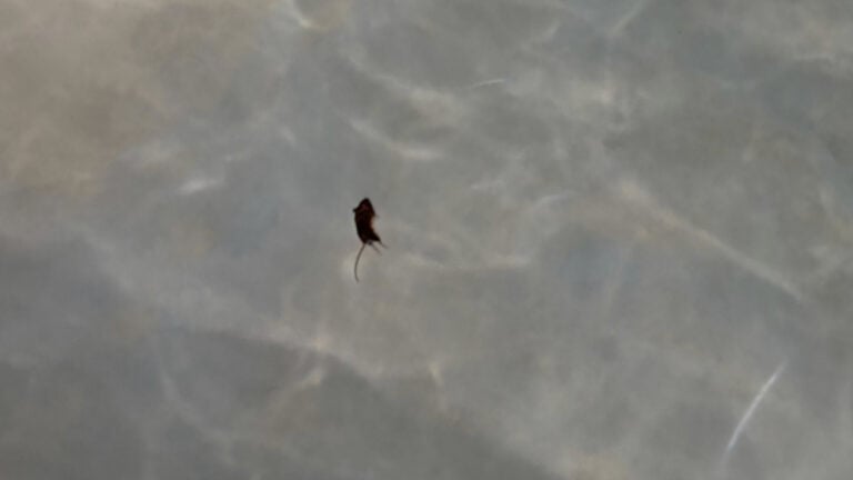 Florida Family Finds Dead Rat Floating in Hotel Pool