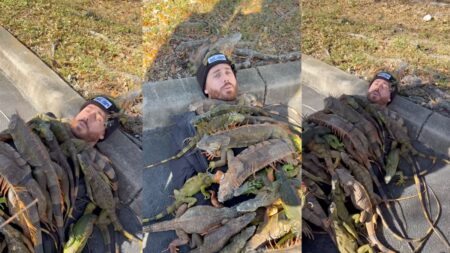 Florida influencer lying on the ground covered with cold-stunned iguanas during a rare cold snap.