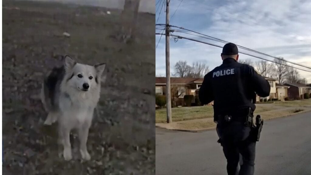 Neighborhood dog stands near Louisville police officers after helping lead them to a missing 3-year-old boy in Kentucky.