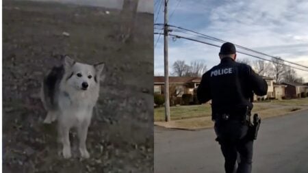 Neighborhood dog stands near Louisville police officers after helping lead them to a missing 3-year-old boy in Kentucky.