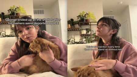 Montana Couple Adopts Adorably Loving Cat After His Owners Were Deported by ICE