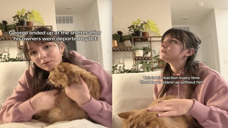 Montana Couple Adopts Adorably Loving Cat After His Owners Were Deported by ICE, ‘He Didn’t Wanna Lose His Family Again’ Montana Couple Adopts Adorably Loving Cat After His Owners Were Deported by ICE