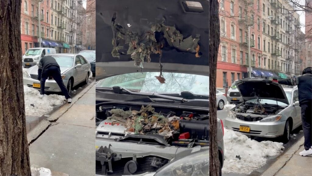 Rats scatter from a trash-filled, mold-covered car engine after a New York man opens the hood following three weeks of street parking.