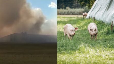 Hog Farm Fire in Ohio
