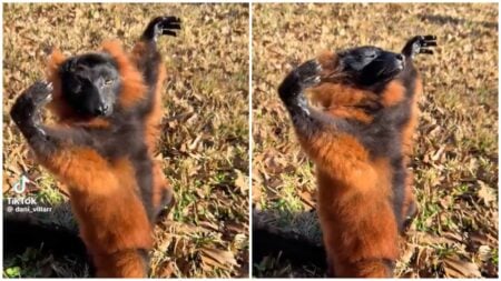 Texas lemur enjoying the sun in cute viral video